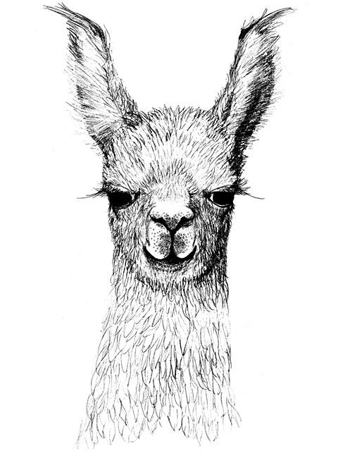 Llama 